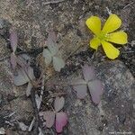 Oxalis novae-caledoniae