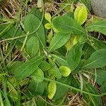 Hieracium pilosella 葉