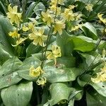 Erythronium tuolumnense फूल
