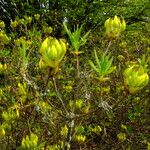 Rhododendron luteum Habit