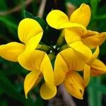 Lotus corniculatusBloem