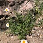 Leucanthemum monspeliense Flower