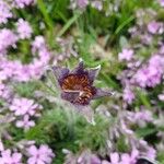 Anemone pulsatilla फूल