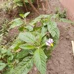 Solanum muricatum Folha