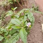 Solanum muricatum Blatt