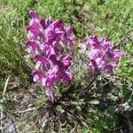 Pedicularis rosea