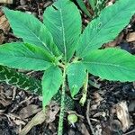 Sauromatum venosum Leaf