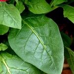 Nicotiana alata ഇല