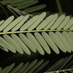 Sesbania herbacea Leaf