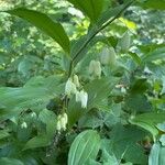 Polygonatum latifolium 花