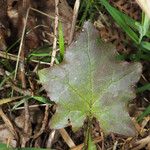 Mycelis muralis Leaf