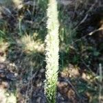 Phleum phleoides ফুল