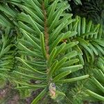 Pseudotsuga menziesii Levél