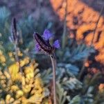 Lavandula pinnata Flower