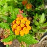 Lantana camaraফুল