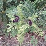 Amorpha canescens Folha