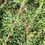 Artemisia scoparia Bark
