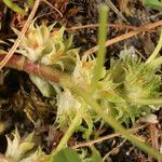 Trifolium suffocatum Mbuma