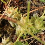 Trifolium suffocatum Fruit