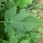 Montanoa hibiscifolia Frunză