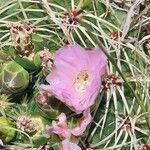 Gymnocalycium monvilleiÕis