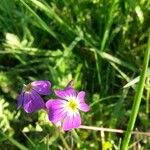 Aubrieta deltoideaΛουλούδι