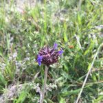 Salvia columbariae Habitus