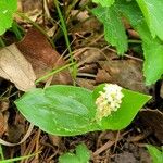 Maianthemum canadense Folha