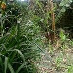 Panicum maximum Otro