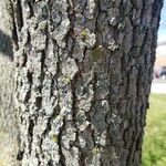 Cornus florida Bark