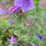 Echium plantagineumFlor