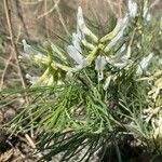 Astragalus racemosus Flor