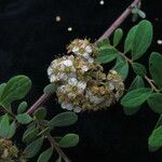 Spiraea canescens Celota