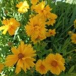 Coreopsis grandifloraBloem