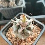 Turbinicarpus schmiedickeanus Листок