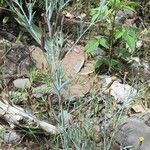 Porophyllum lanceolatum Habit