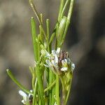 Arabis planisiliqua 花