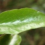 Pleurostylia pachyphloea ഇല