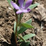 Vinca herbacea Habitus