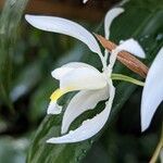 Coelogyne foerstermanniiFlower