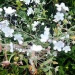 Omphalodes linifolia Flor