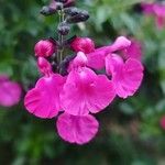 Salvia microphylla Цвят