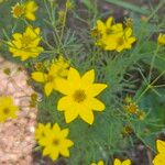 Coreopsis verticillata Кветка