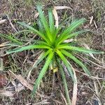 Eryngium paniculatum Habit