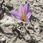 Crocus autumnalis Кветка