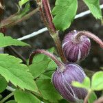 Clematis alpina 其他