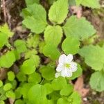 Anemonella thalictroides Blomst