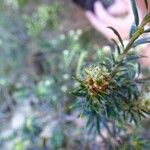 Erica galioides Flor