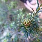 Erica galioides Floare