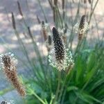 Plantago argentea Flor